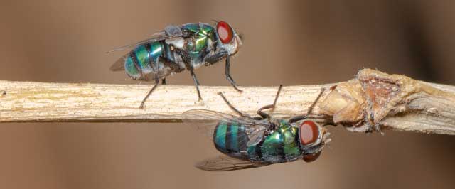 How To Get Rid Of Blow Flies Inside