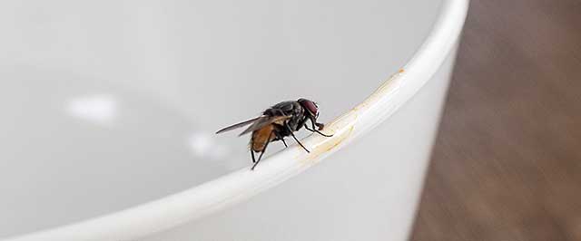 How to get rid of blue bottle flies in house?