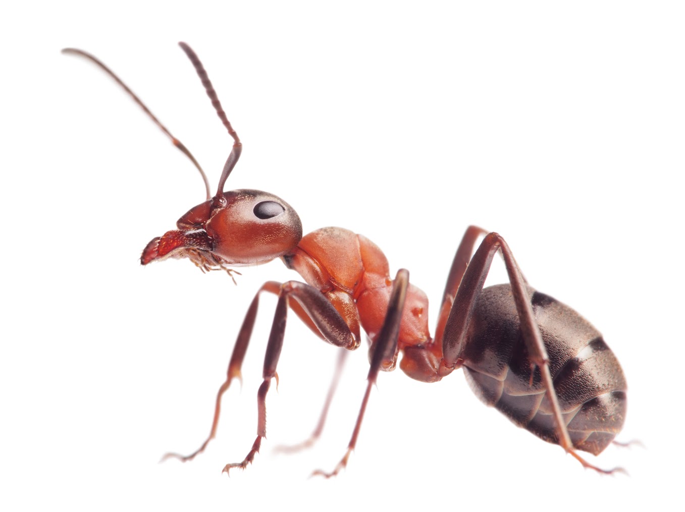 big red ants