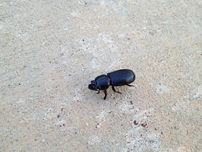 bess bug beetle picture
