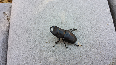 cottonwood stag wood beetle picture