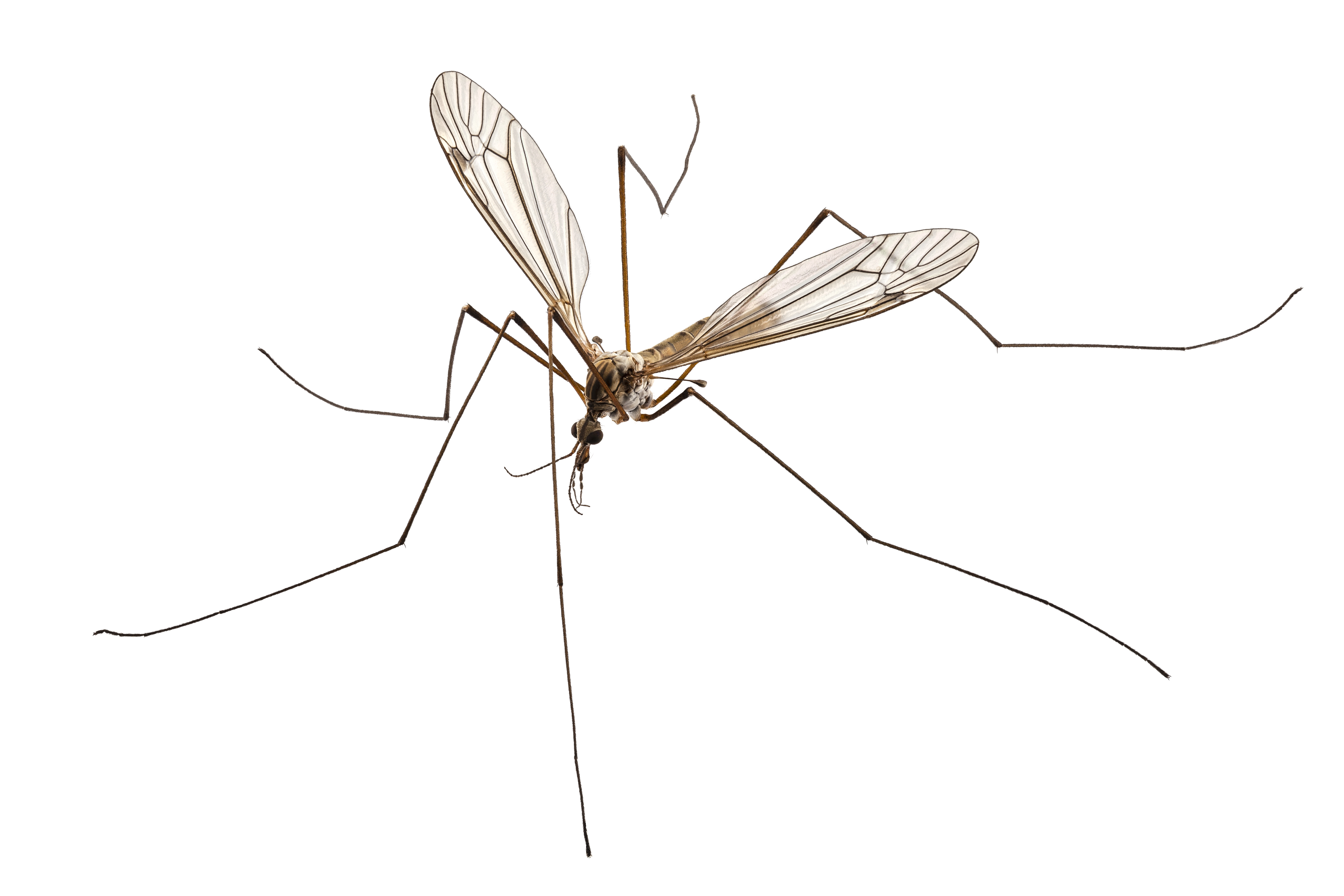 crane fly (mosquito hawk)