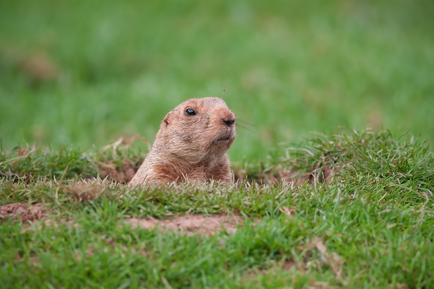 groundhog peeking out of hole