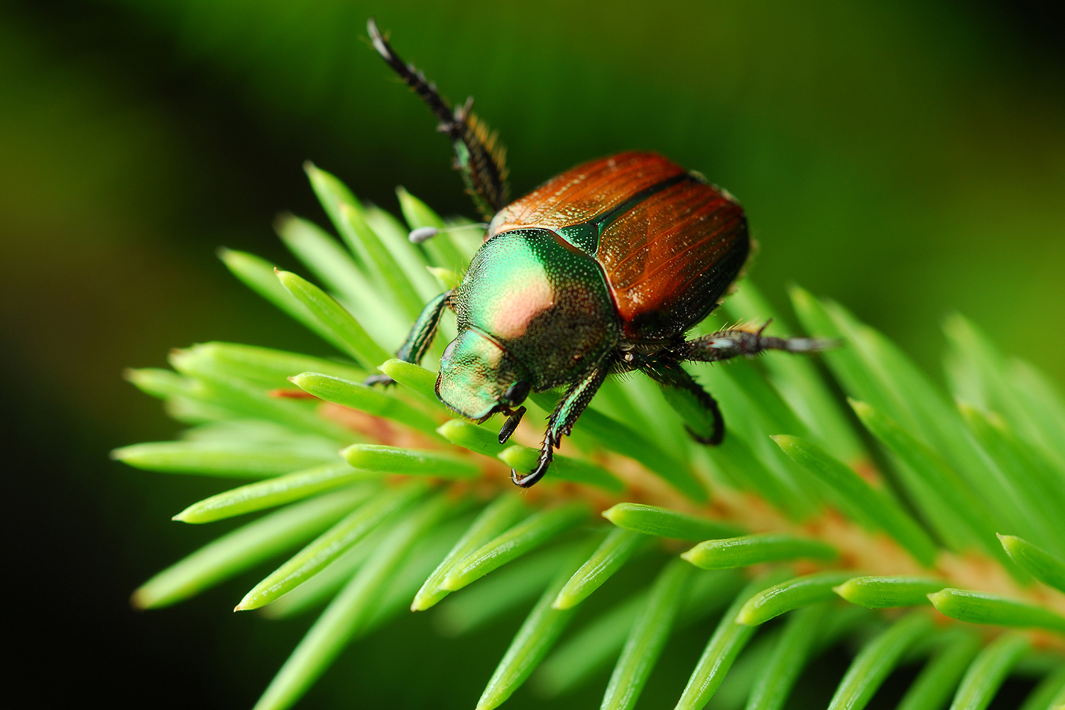 japanese beetle on plant