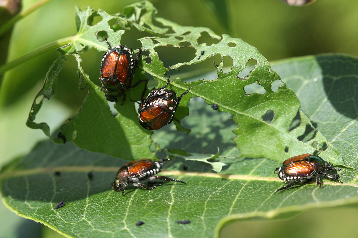 japanese beetles damaging leaf