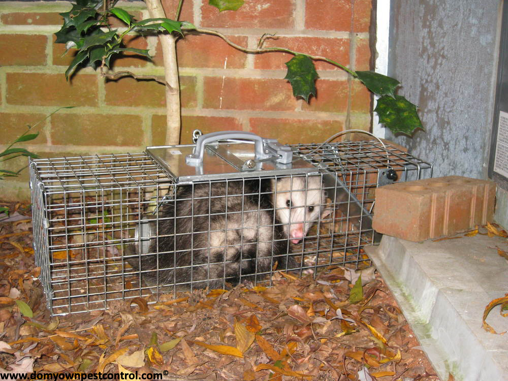 Possum Traps - How to Trap a Possum - Opossum trapping