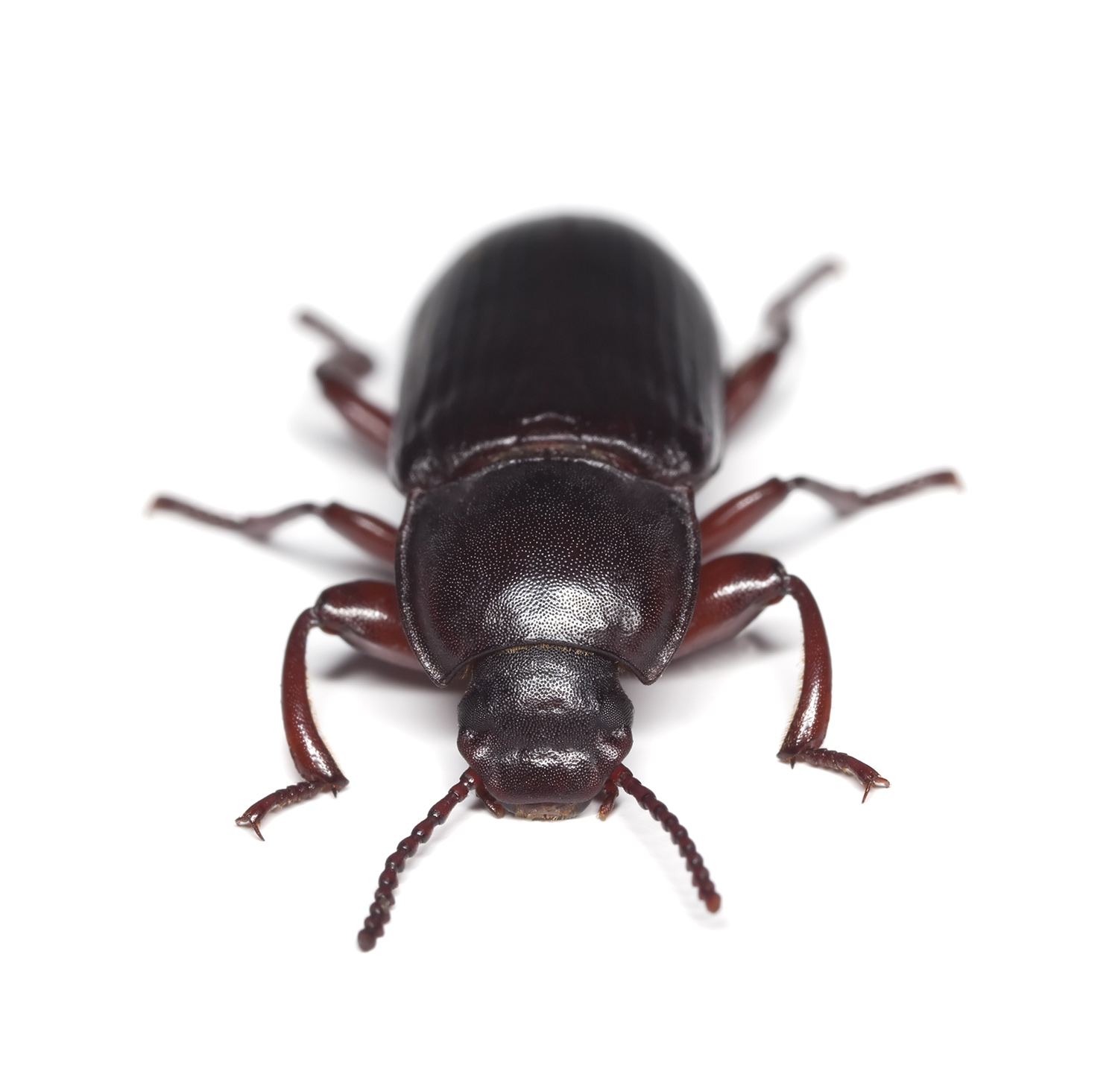 pantry beetle
