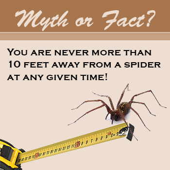 6 Facts About Spiders You Didn't Know