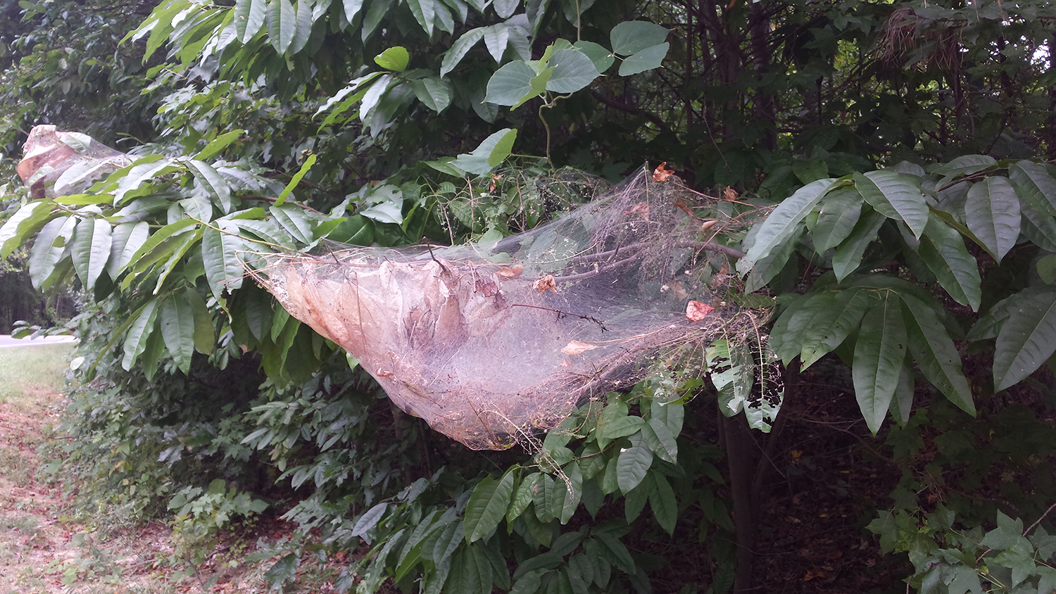 tent caterpillar web in tree