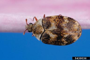 Carpet Beetle & Moth Killer - 500ml RTU