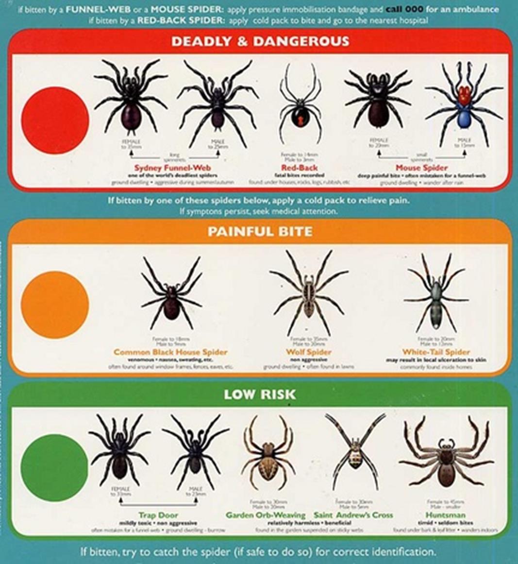 Venemous And Harmless Spider Chart 