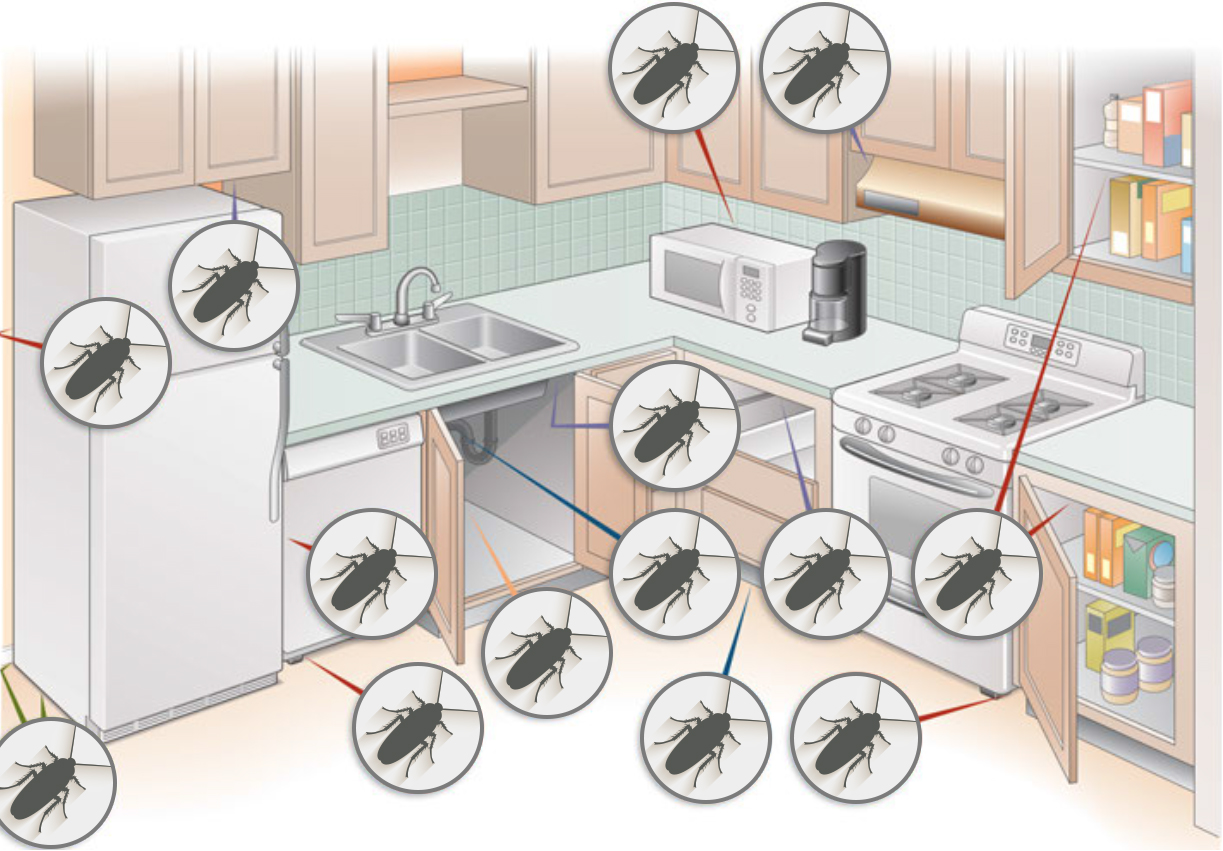 Cockroach Inspection Where Do Roaches Hide