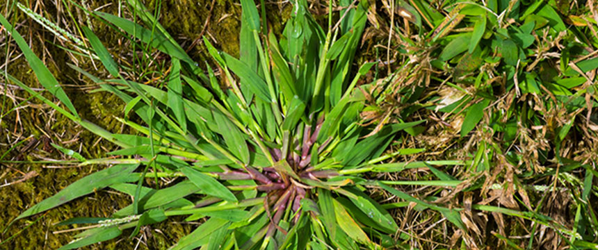 What Does Crabgrass Look Like What Is Crabgrass Crabgrass