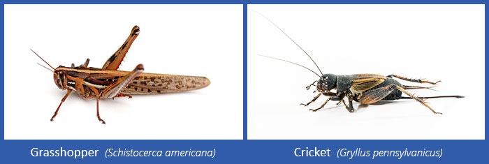 House Cricket Identification, Habits & Behavior