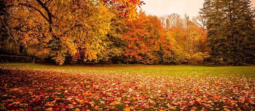 6 Ways to Maintain Your Lawn This Fall