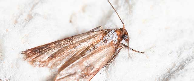 How to Get Rid of Flour Moths (4 Easy Steps) 