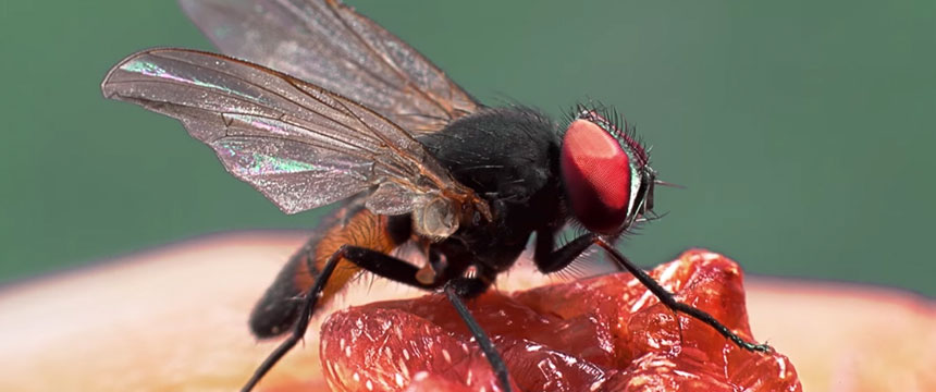 Fruit Fly Identification And Control Guide