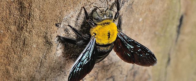 How To Get Rid Of Carpenter Bees Wood Bees
