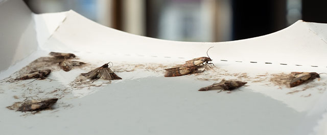 Revenge Pantry Pest Moth Traps