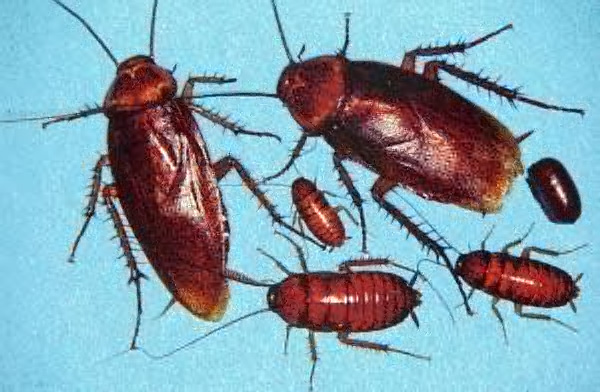 American Roach - All Stages of life cycle