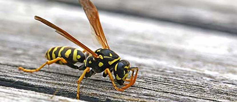 How To Get Rid Of Yellow Jackets Step By Step Guide