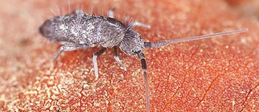 Springtail Identification & Prevention Tips In WA