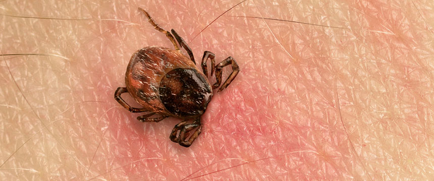 tick identification guide south east